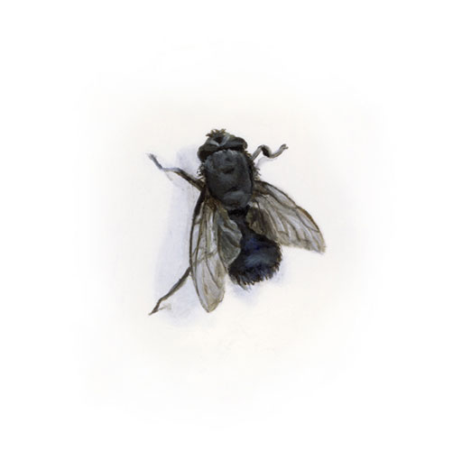 bluebottle for my tattoo because of the history of the fly in painting