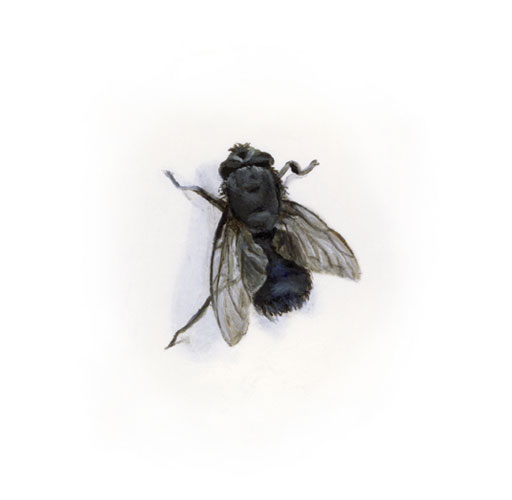 bluebottle for my tattoo because of the history of the fly in painting